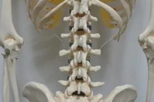 骨格