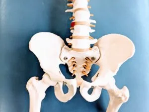 骨盤の骨格標本