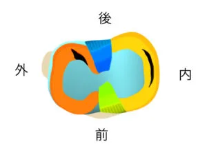 膝の造り