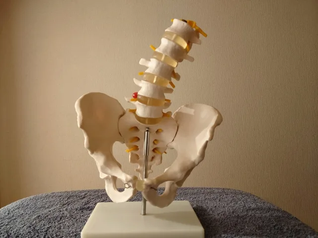 骨盤の模型